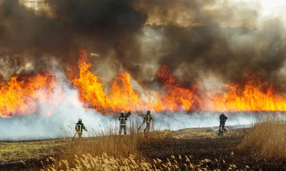 Read more about the article Effective Ways To Prepare for Wildfire Season