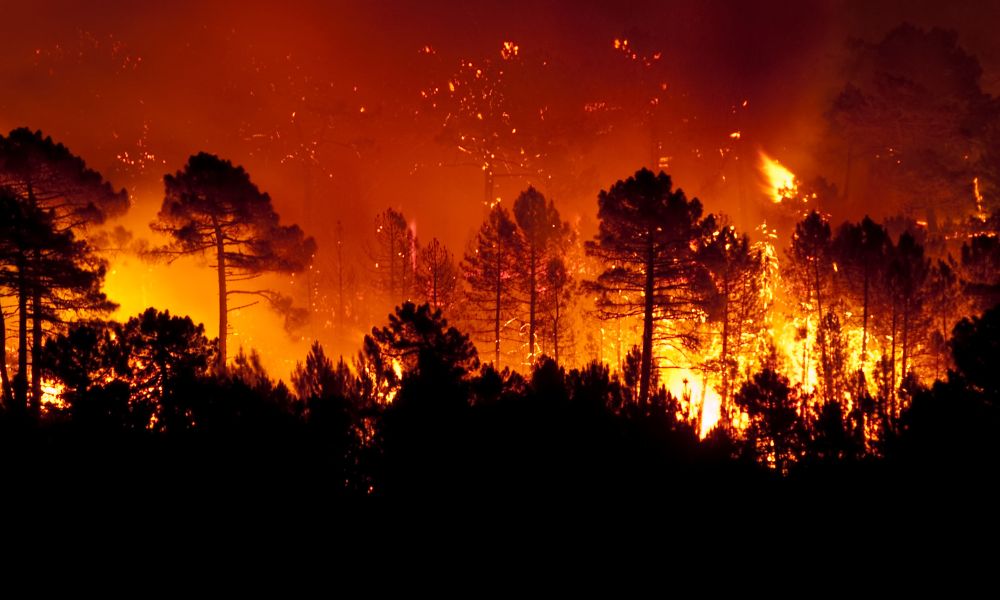Read more about the article The Most Common Causes of Wildfires in the U.S.
